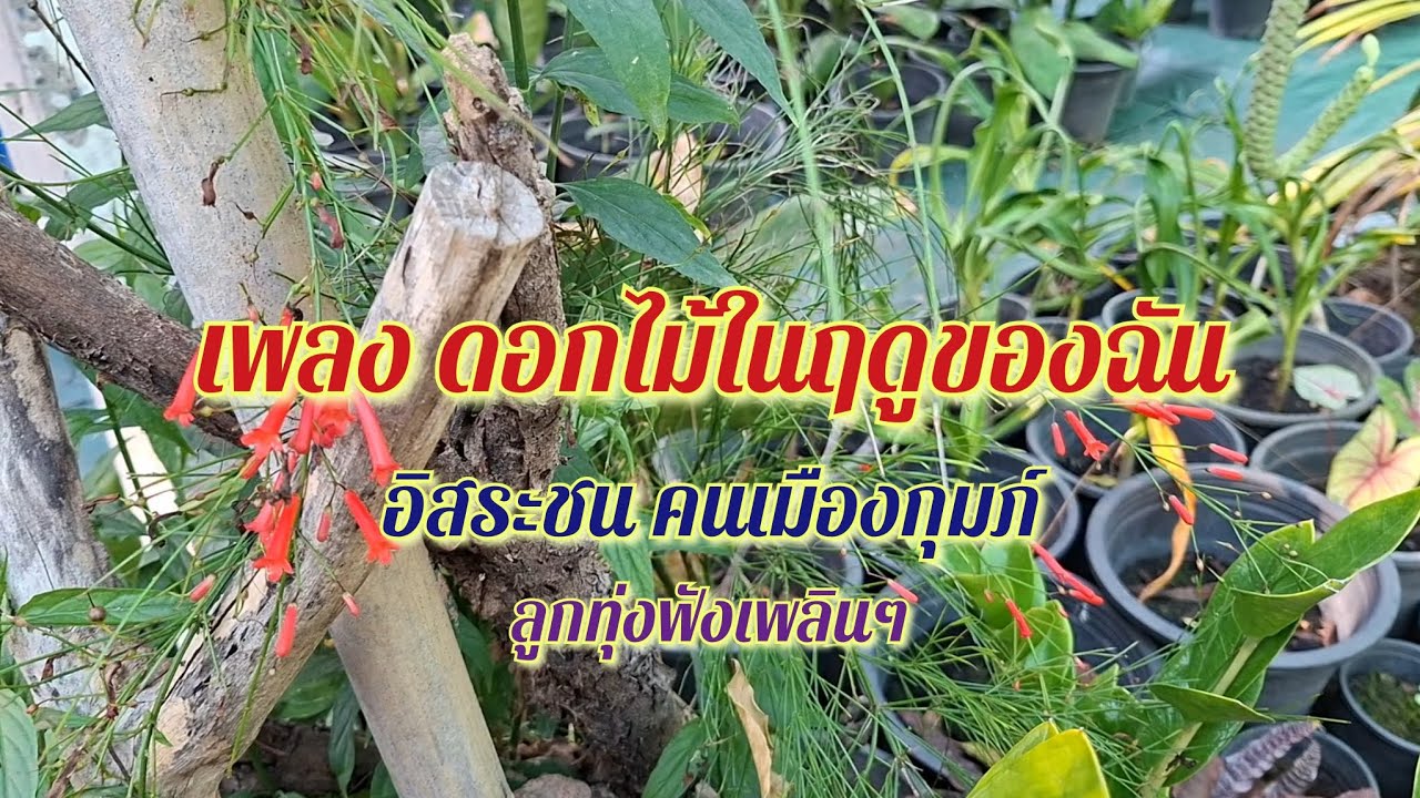 เพลง ดอกไม้ในฤดูของฉัน (ลูกทุ่งฟังเพลินๆ)อิสระชน คนเมืองกุมภ์