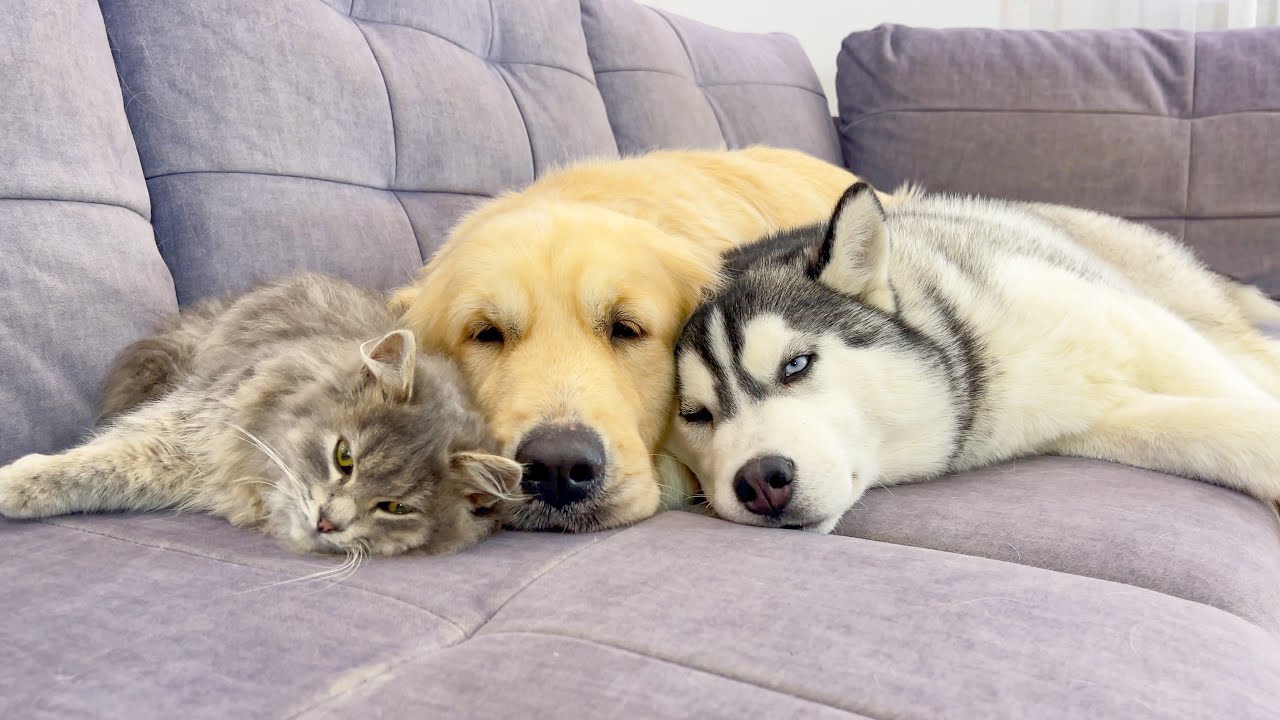 How Cute Dogs and a Fluffy Kitten Became Best Friends