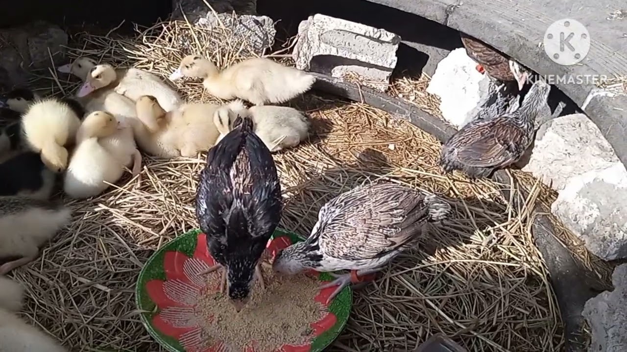 Бесплатный проект по разведению кур и уток в домашних условиях! ⁉️🥰