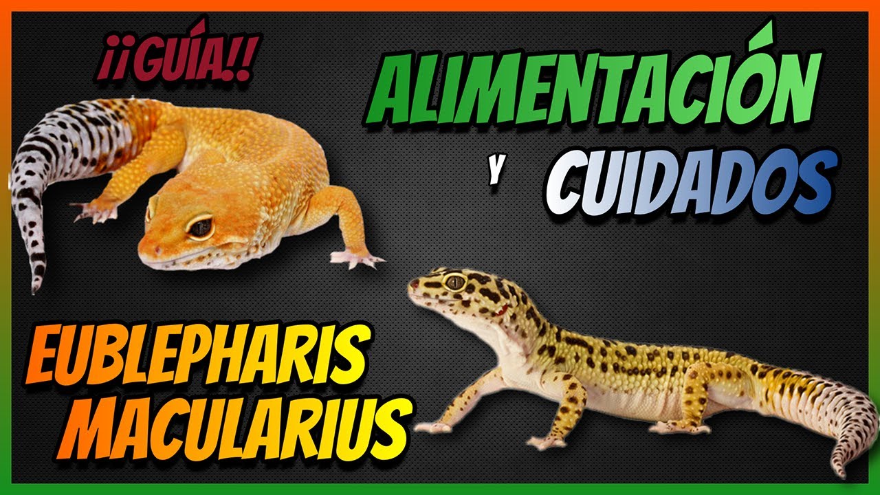 (Guía)  EUBLEPHARIS MACULARIUS 🦎 Gecko Leopardo ► Alimentación y Cuidados 🦎 🦎 🦎