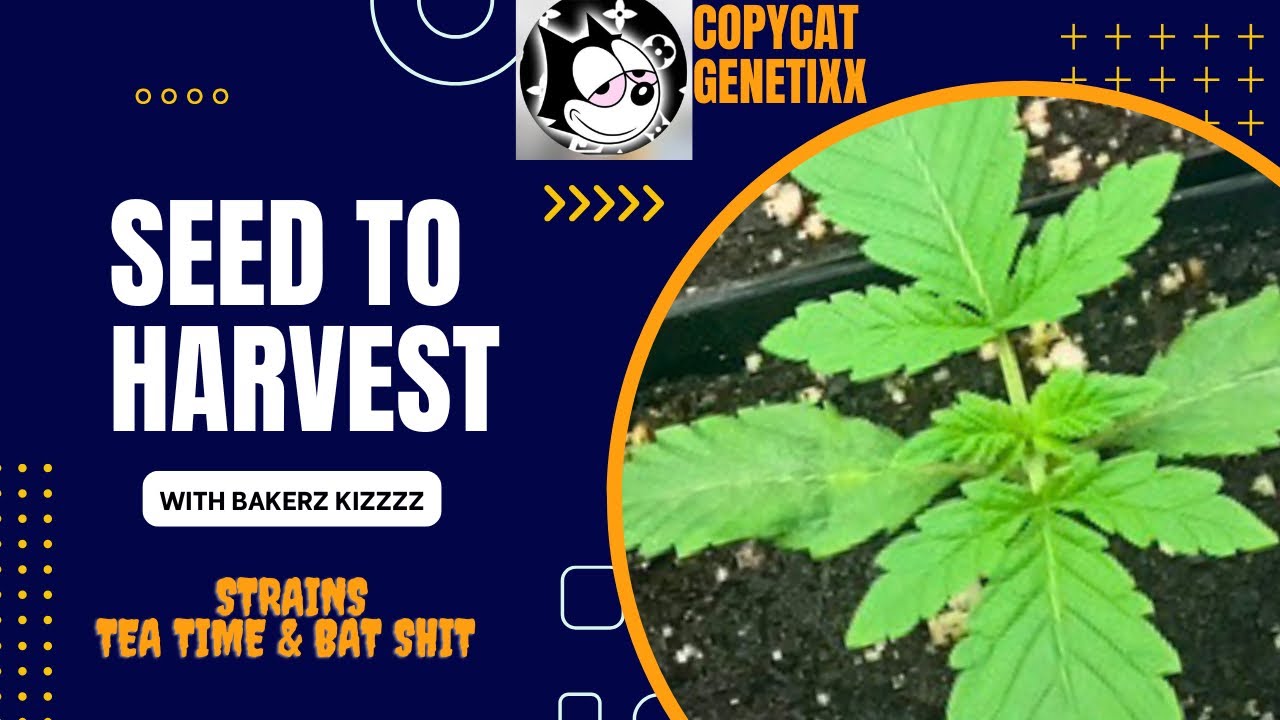 SEED TO HARVEST WEEK#1 Using Athena AG PRO LINE&hellip;Copycat genetic Bat shit & Tea Time
