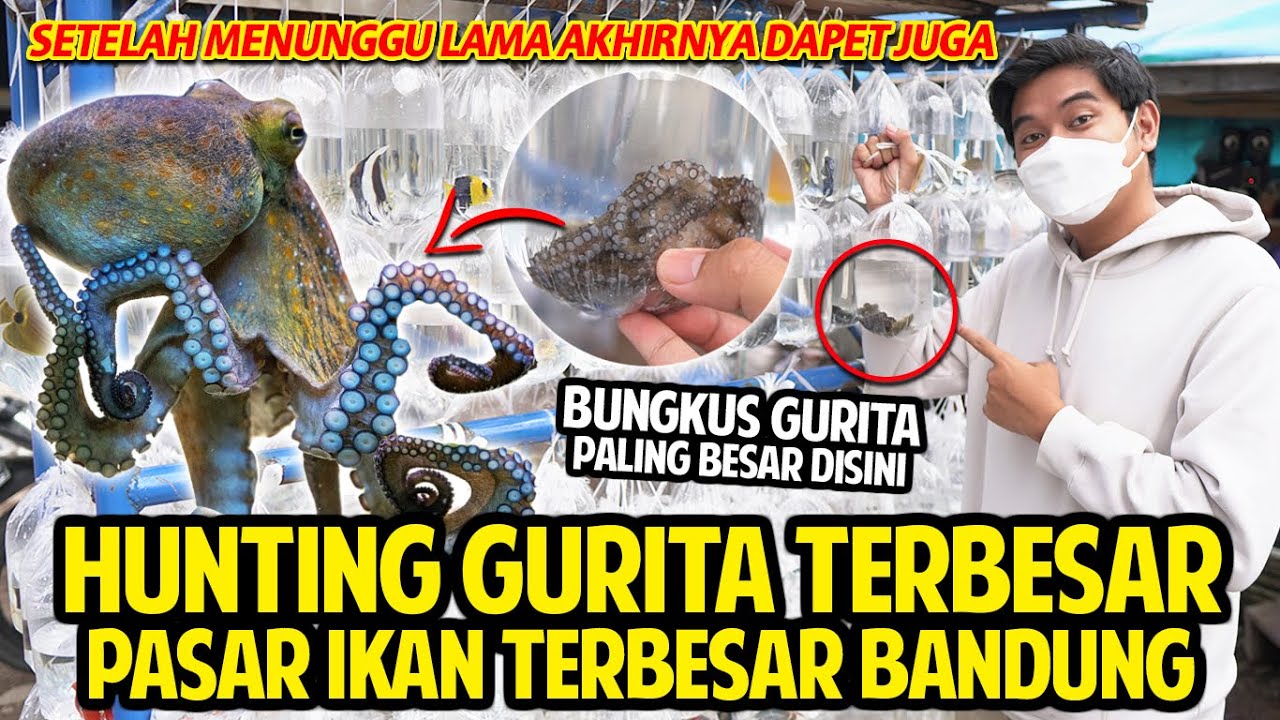 HUNTING GURITA TERBESAR DAN TERPINTAR KE PASAR IKAN TERBESAR DI BANDUNG! GURITA DALAM PLASTIK!
