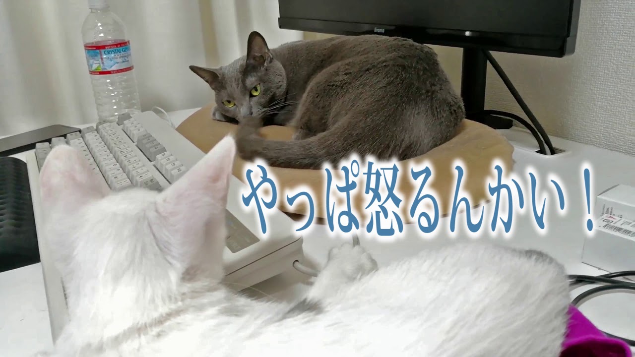 先住猫と新入り子猫の初めての戯れ…ハム編