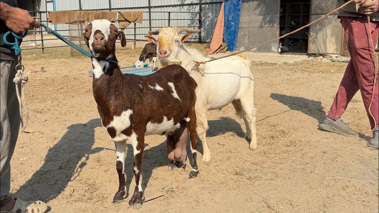 Sabrigoatfarm Vlog | Bakri Breed Hui | Bakro Ka Blood Test | ||Murgo ke liye setup| Full Farm Update