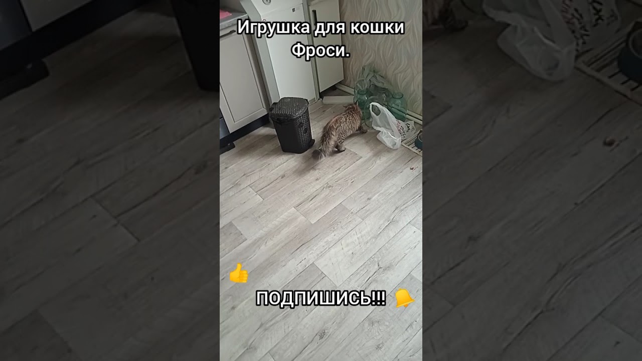 Игрушка для кошки Фроси. #кот #кошка #shorts
