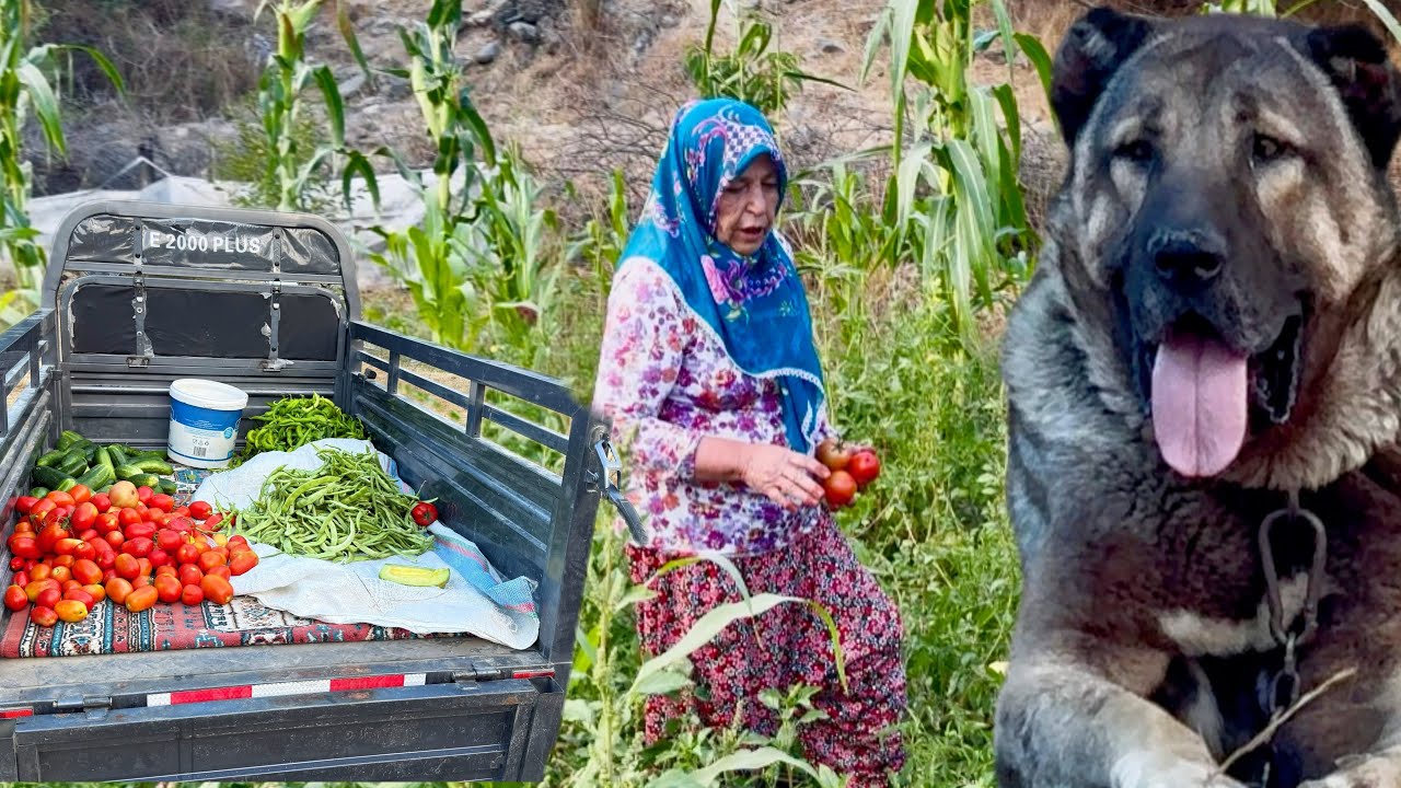 BAH&Ccedil;E TOPLANIYOR / KIŞ HAZIRLIKLARI BAŞLIYOR / KAZLARIMIZ &Ouml;L&Uuml;YOR /  YUMURTALARI K&Ouml; YİYOR