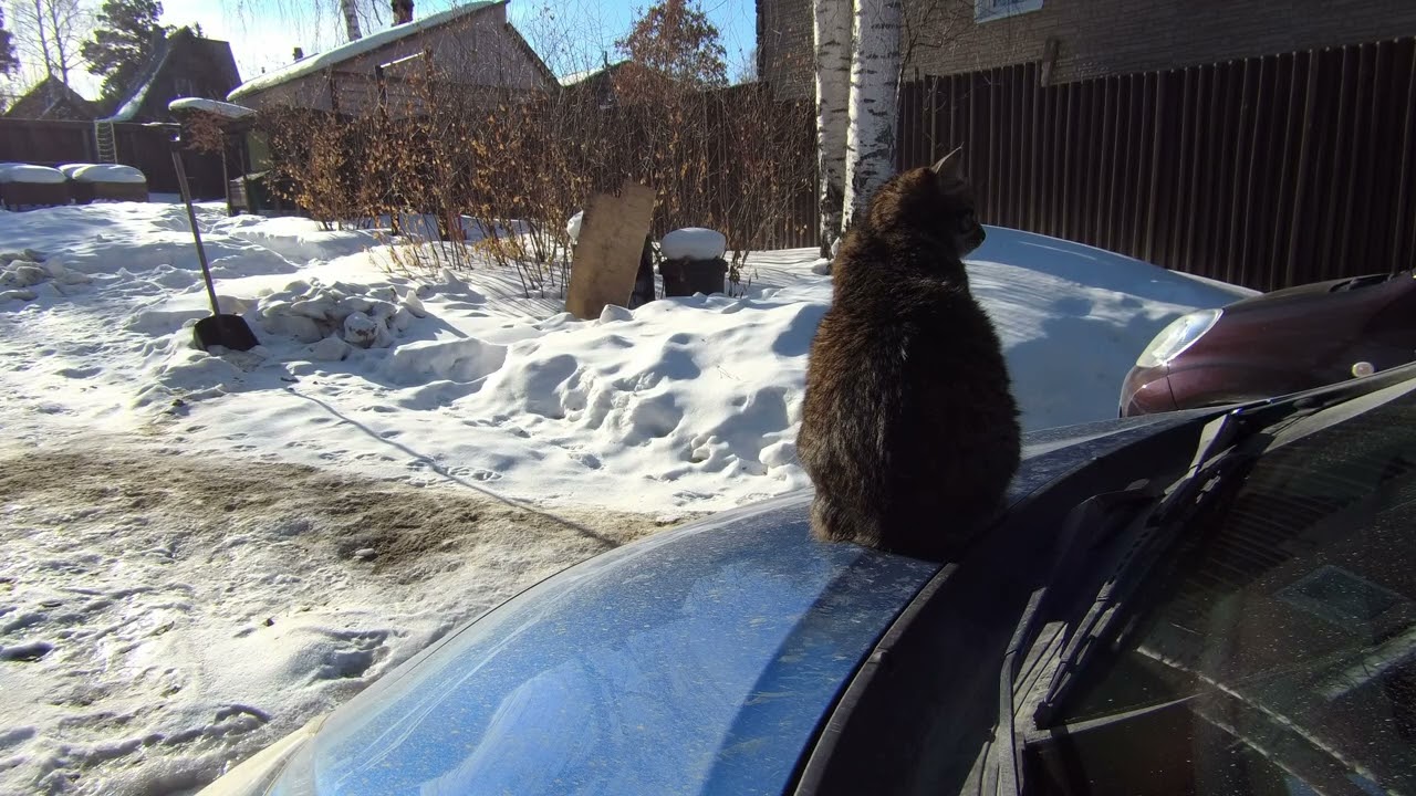 Счастливый кот. Греется в лучах зимнего солнца / Happy Cat. Warming Up in the Winter Sun