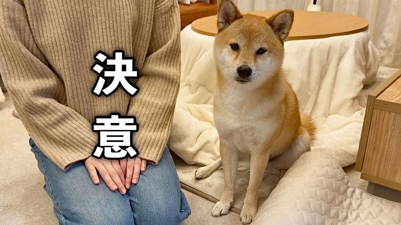 愛犬との今後の生活を考えてあることに挑戦することに決めました