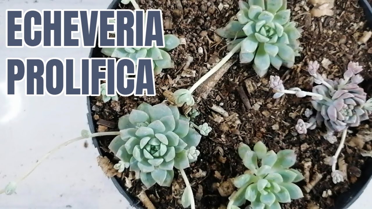 suculentas Echeveria prolifica donsuculento