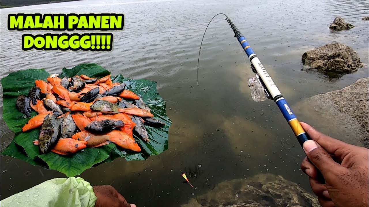 HUJAN DERAS NEKAT BERANGKAT || mancing ikan red devil di waduk lahor malang