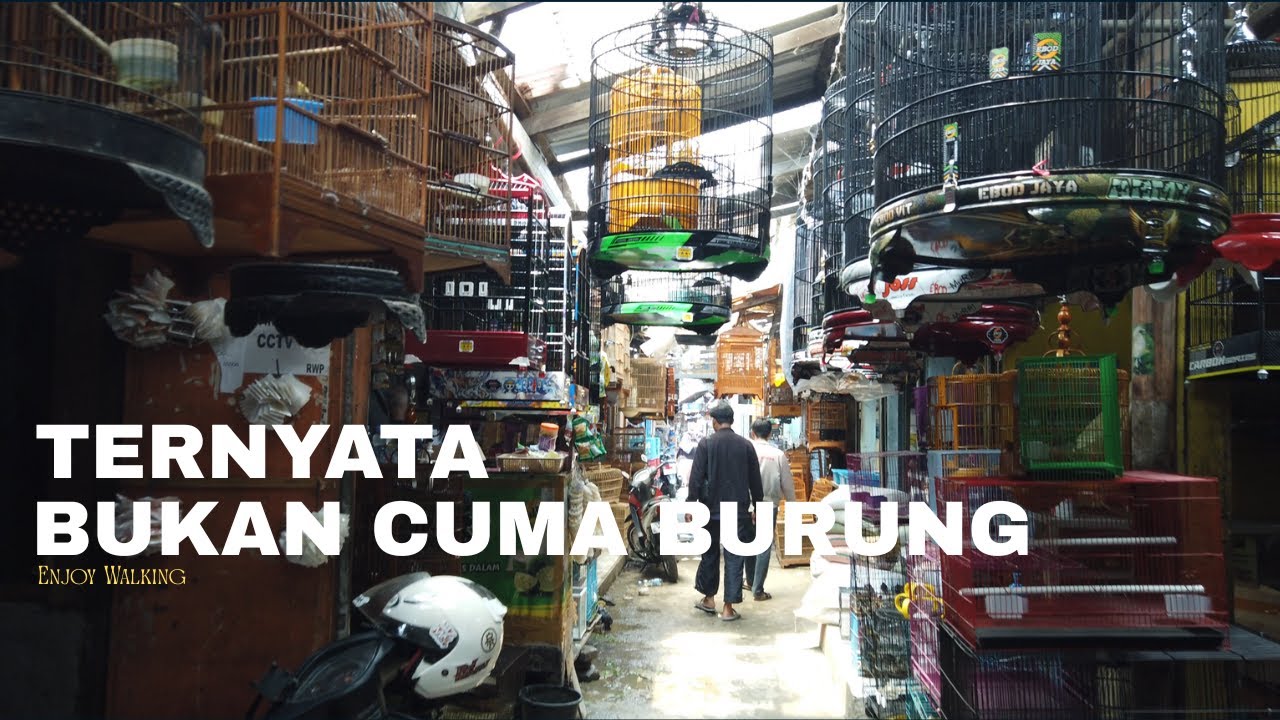 BERKELILING DI PASAR BURUNG SUKAHAJI BANDUNG