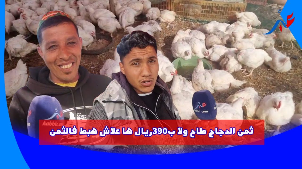 مباشرة من السوق الاسبوعي بسيدي سليمان ثمن الدجاج طاح ولا ب390ريال ها علاش هبط فالثمن...التفاصيل