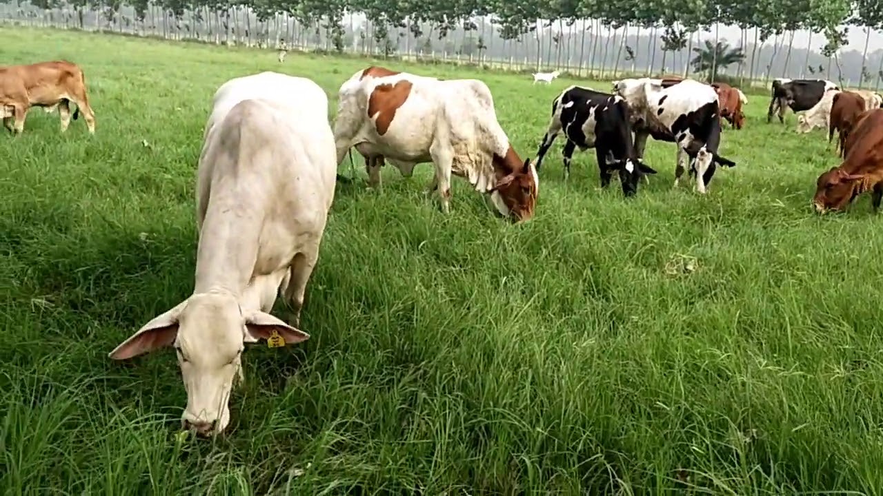 M.N.A Walana Dairy Farm Sheikhupura grazing road grass