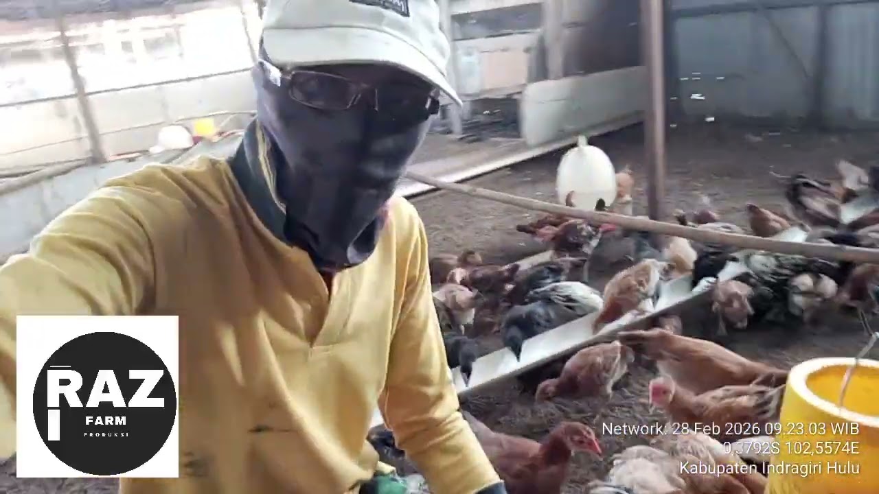 BANK AYAM SOLUSI EKONOMI PRODUKTIF 