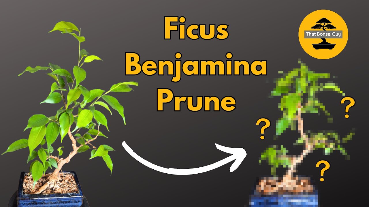 Ficus Benjamina Bonsai | Pruning and Wiring