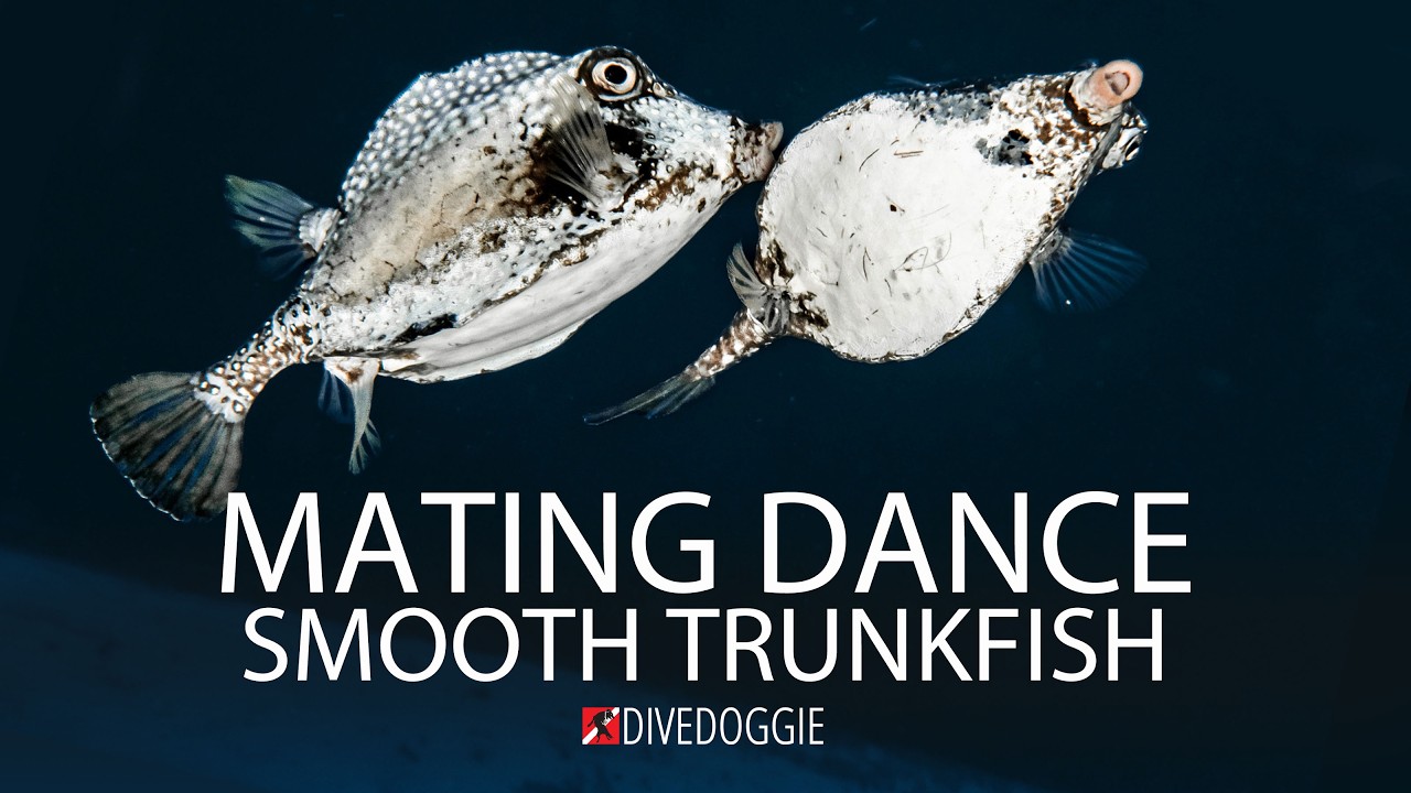 Mating Dance: Smooth Trunkfish