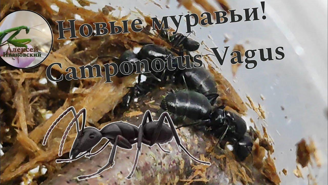 Новые муравьи гиганты! Camponotus Vagus