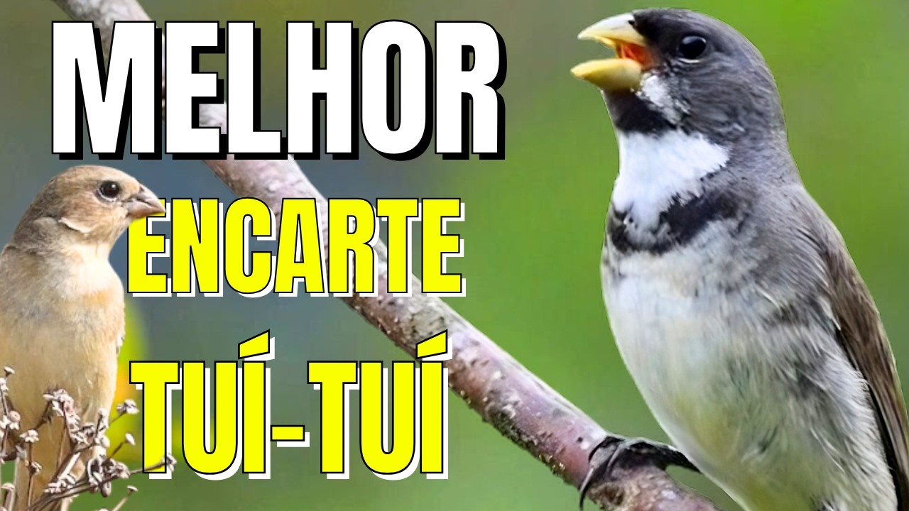 🟢 MELHOR CANTO DE COLEIRO TUI TUI PARA ENCARTE DE COLEIRO🟢🟢ÁUDIO COM FÊMEA  - TURBINE SEU COLEIRO 🟢