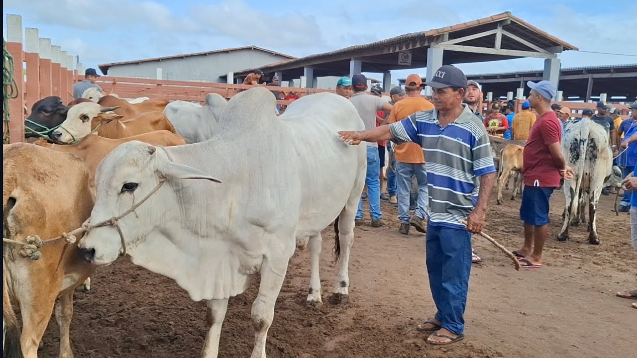 FEIRA DO GADO DE LAGOA DE PEDRAS-RN 09.02.2026