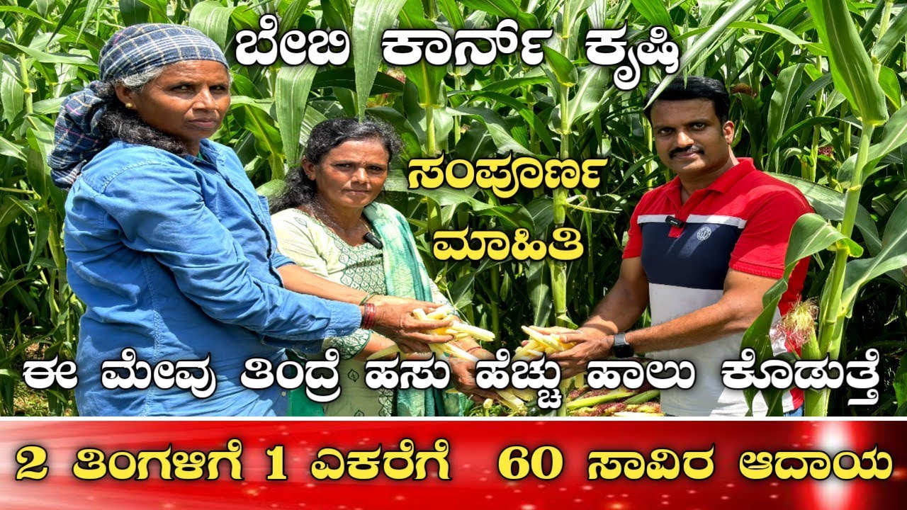 ಬೇಬಿ ಕಾರ್ನ್ ಕೃಷಿ ಎಕರೆಗೆ 60 ಸಾವಿರ ಆದಾಯ|Baby corn farming in kannada|Baby corn farming|Baby corn|