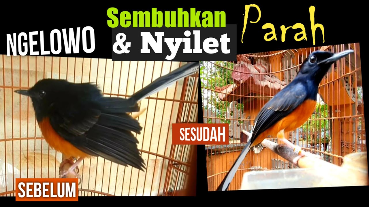 MURAI BATU NGELOWO ,NYILET,LEMES Karna salah perawatan Beri obat cacing SEMBUH,perawatan(Diskripsi)