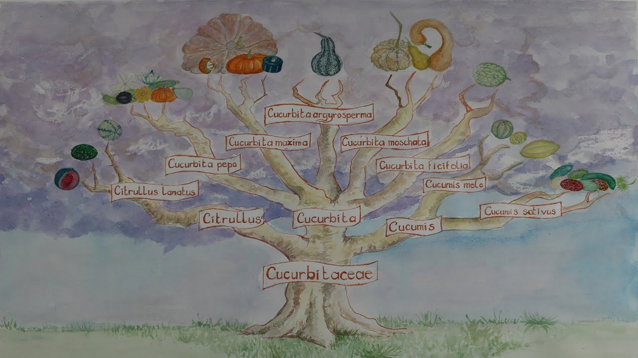 How to save cucumber seeds