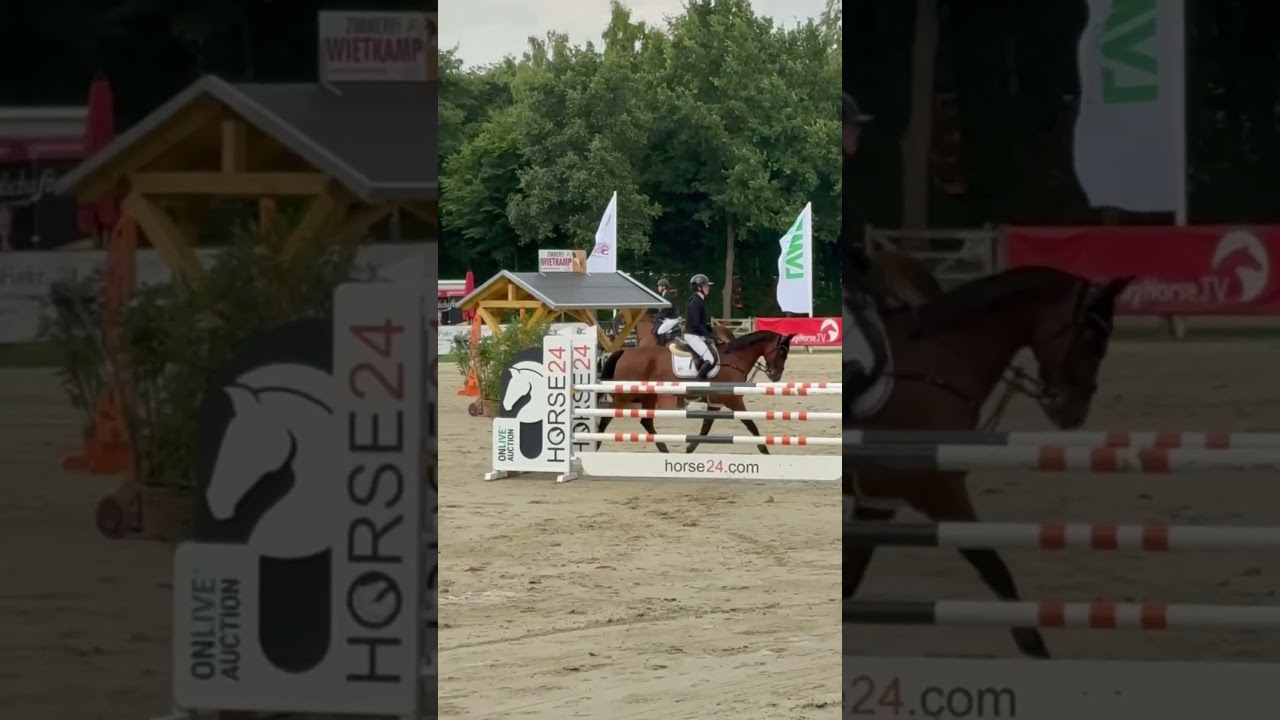 Kommentiertes M Springen! #showjumpinghorse #competition #equestrian #livekommentiert