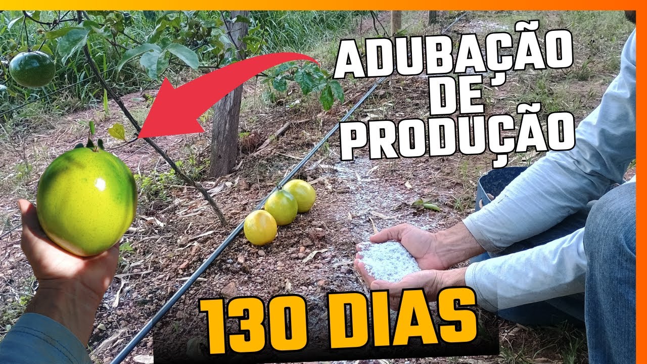 Adubação de produção no Maracujá com 130 dias/ Melhor adubo!