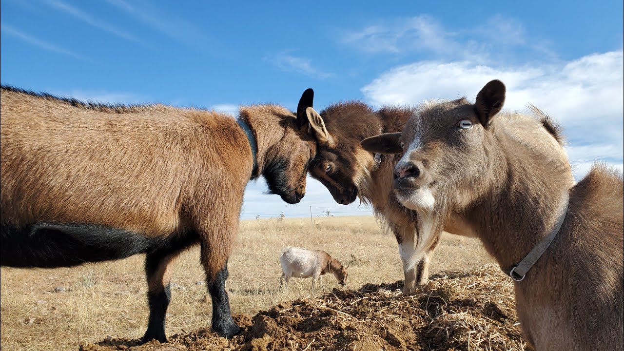 Breeding Time Is Over For Our Dairy Show Goat Herd!