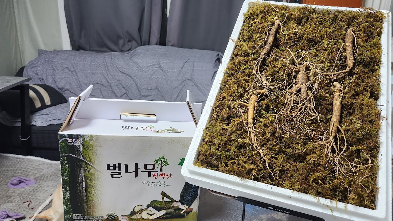 술 때문에 힘든 피로 말굽 벌나무즙 면역력 산양산삼