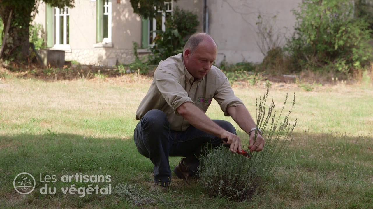 🌿 Comment et quand tailler la lavande ? Les conseils d’un horticulteur