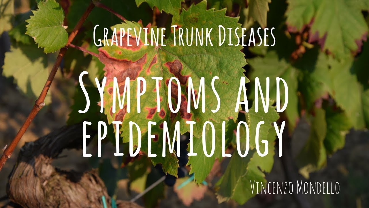 Symptoms and Epidemiology of Grape Trunk Diseases