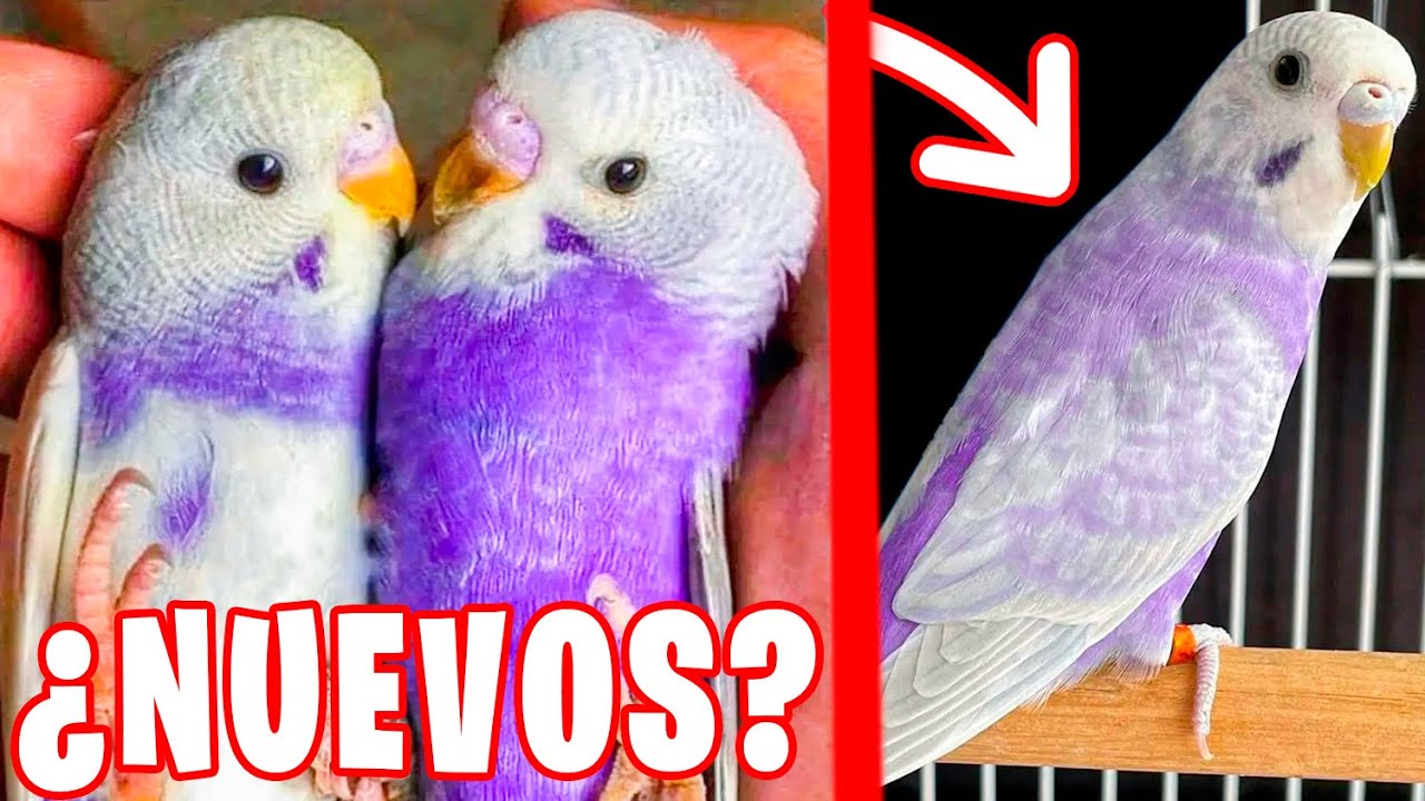 NUEVA MUTACION: ¿PERIQUITOS MORADOS?