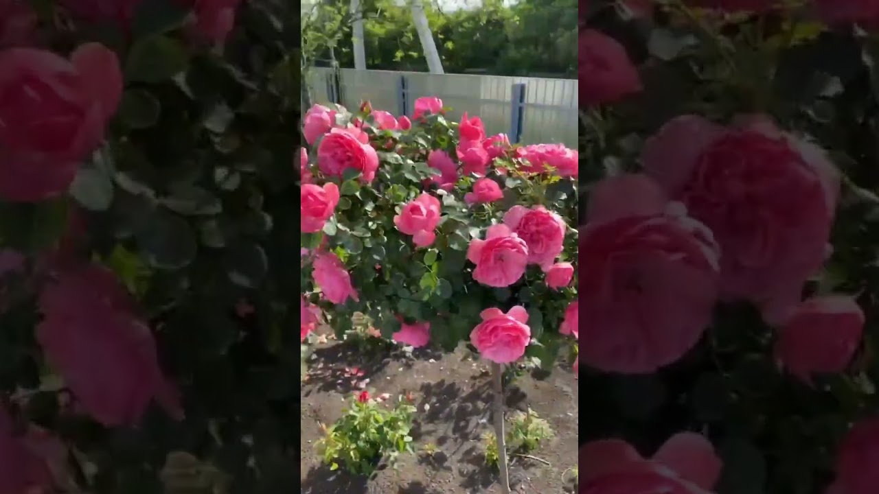 Леонардо да Винчи на штамбе