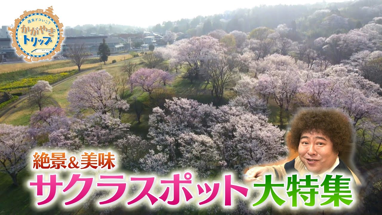 サクラ博士が激推し花見スポットとは⁉【かがやきトリップ】