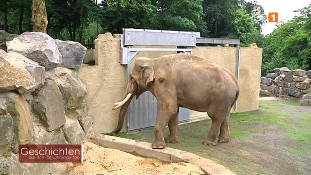Geschichten aus dem Osnabrücker Zoo -- Elefantenbulle Luka