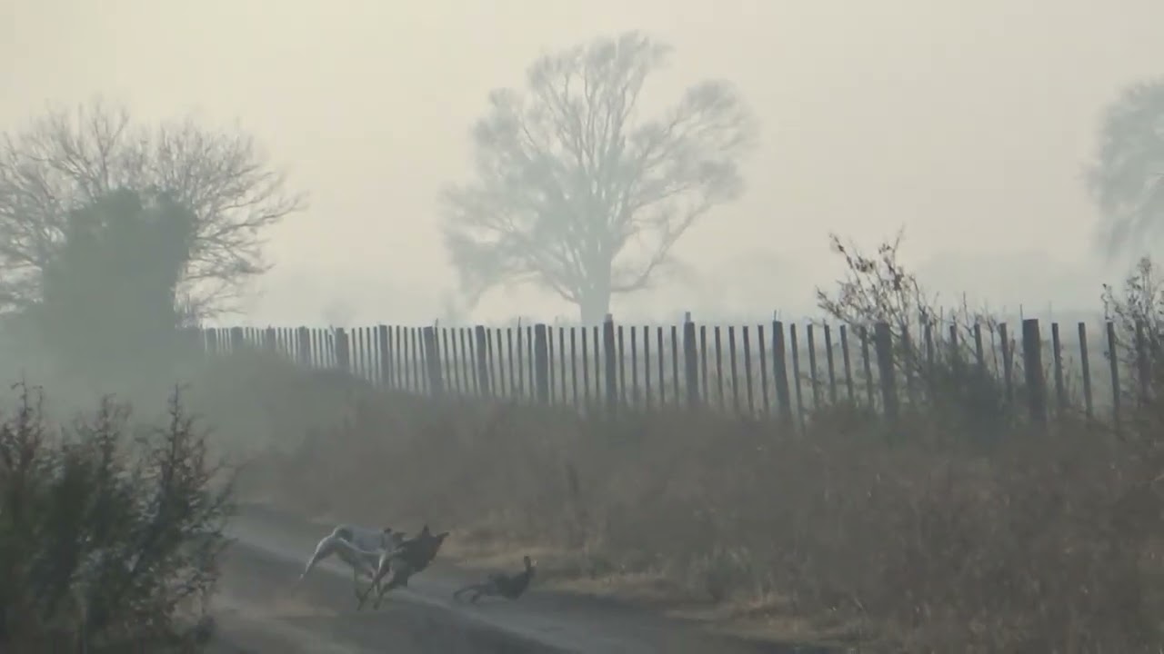 GALGOS DE MARTIN 2022