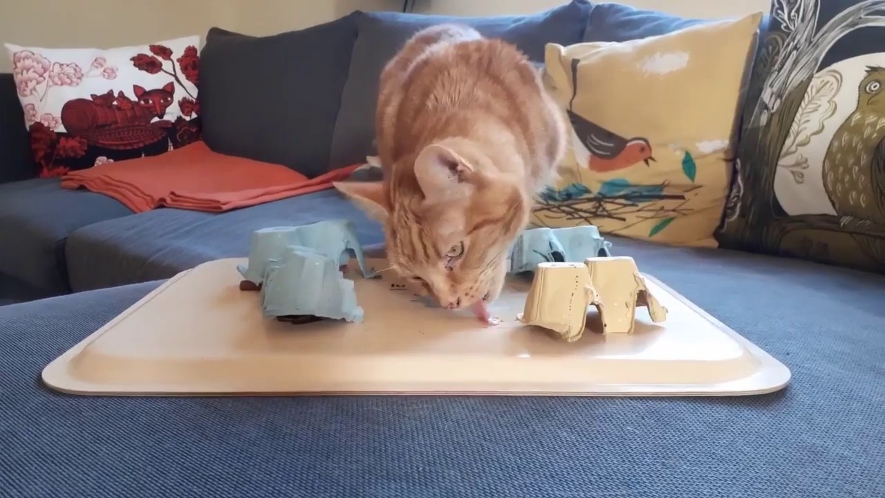 How to make a cat puzzle feeder