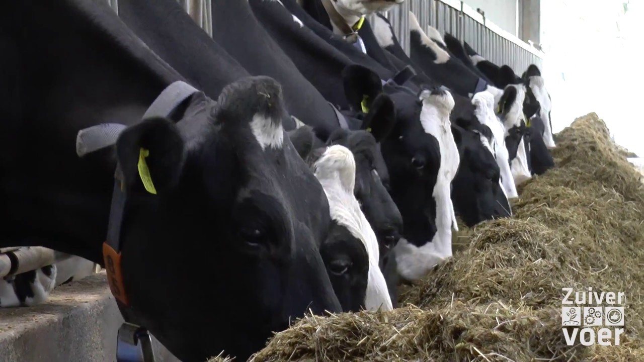 Sodagrain voor meer melk en melkeiwit