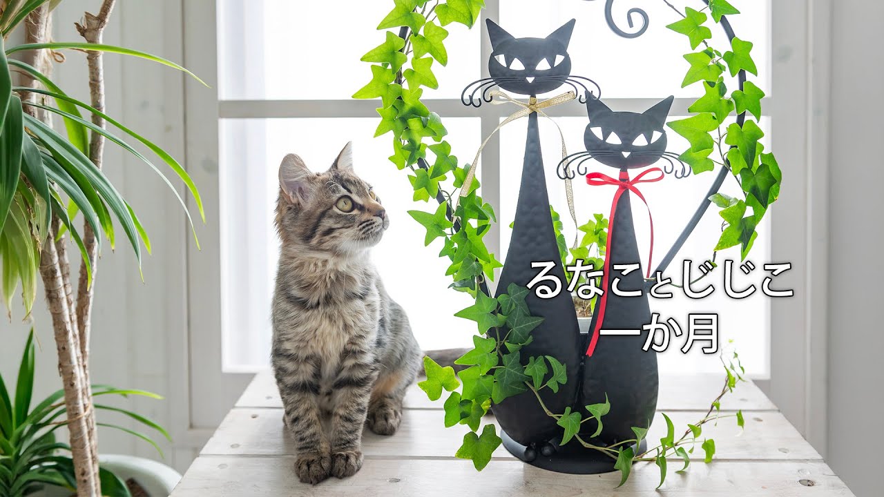 【猫】山で拾った猫 るなこ成長記録 先住猫ジジ子と会って一か月