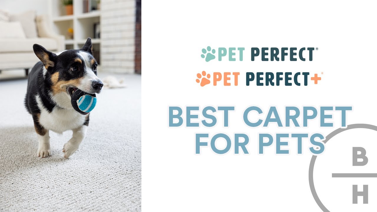 Лучший ковёр для домашних животных! Shaw Pet Perfect