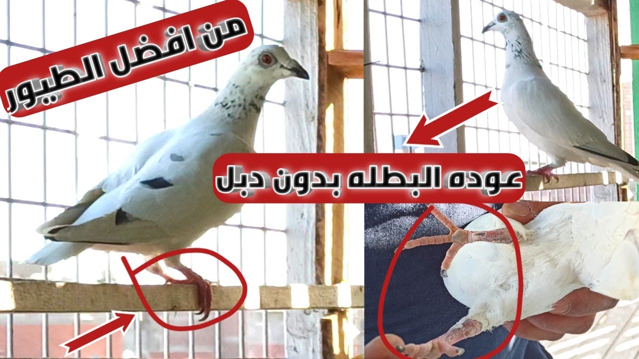 وصول طيره كريزر شابه من دون(دبله البينزنج ودبله الاتحاد) بعد غياب شهرين اصبحت مجهوله الهويه😢