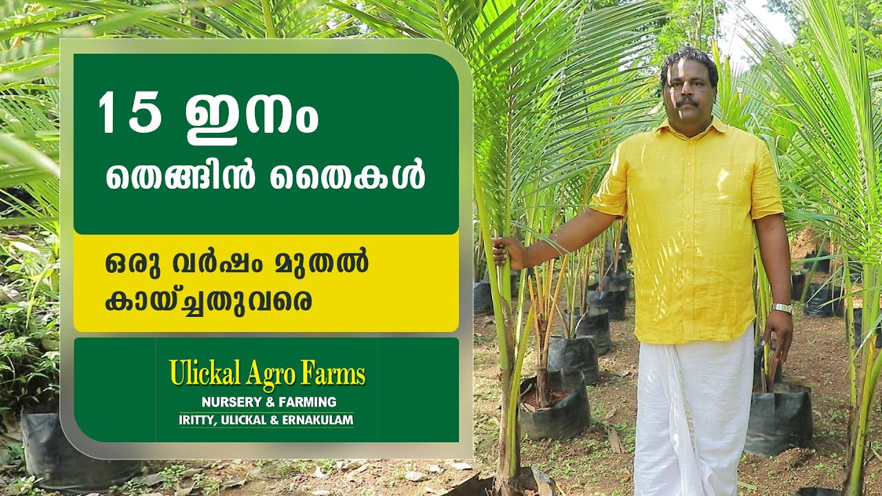 തെങ്ങിൽ 15 ഇനങ്ങൾ .... കായ്ച്ചത് വരെയുള്ള തൈകൾ