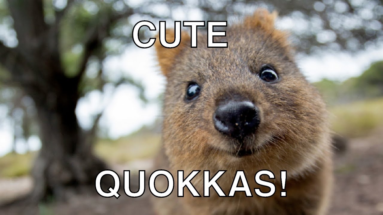 CUTE & HAPPY Quokka Compilation - The Happiest Animal In The World! Video