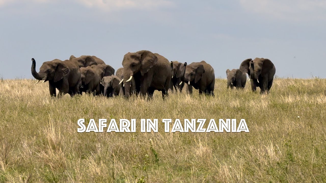 Safari in Tanzania