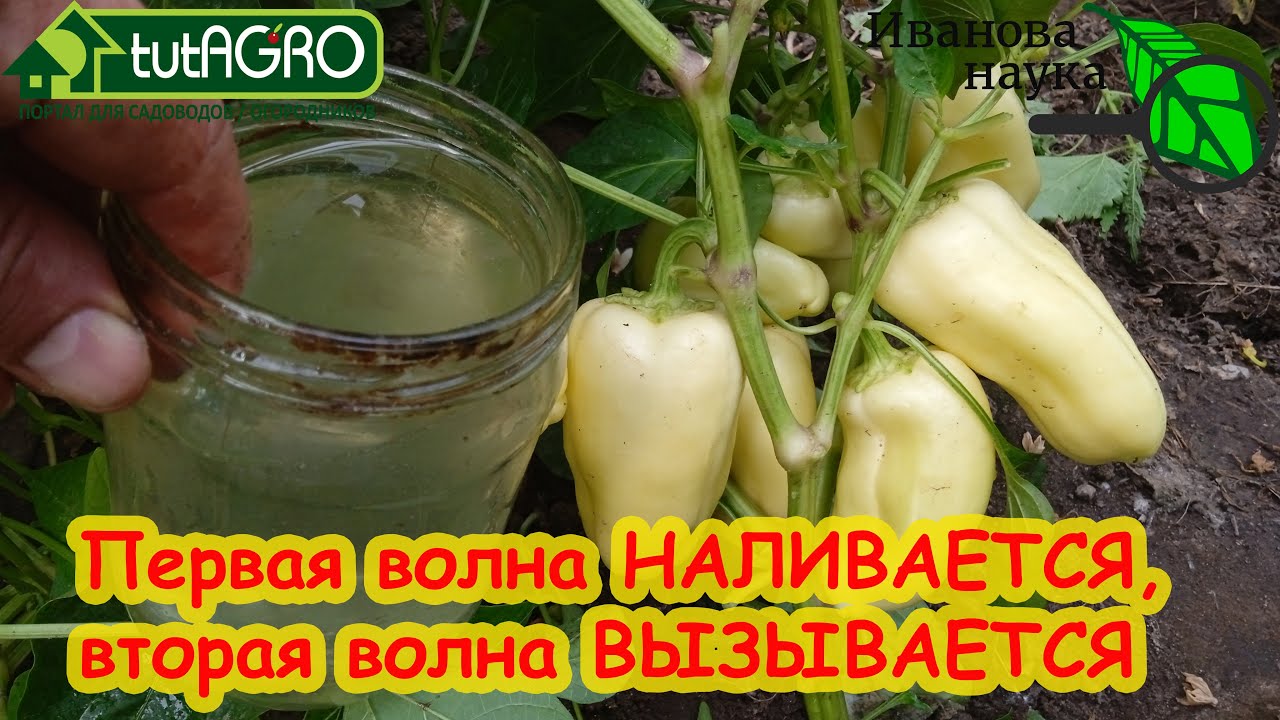 ПОЛЕЙТЕ ПЕРЕЦ ДЛЯ БЫСТРОГО РОСТА, СОЗРЕВАНИЯ и ВТОРОЙ ВОЛНЫ! Перец заваливает урожаем как никогда!
