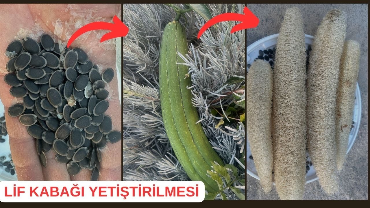 BU BİTKİYİ GÖRENLER ŞAŞIRIYOR, 1 TOHUM DİK SENDE YETİŞTİR, LİF KABAĞI