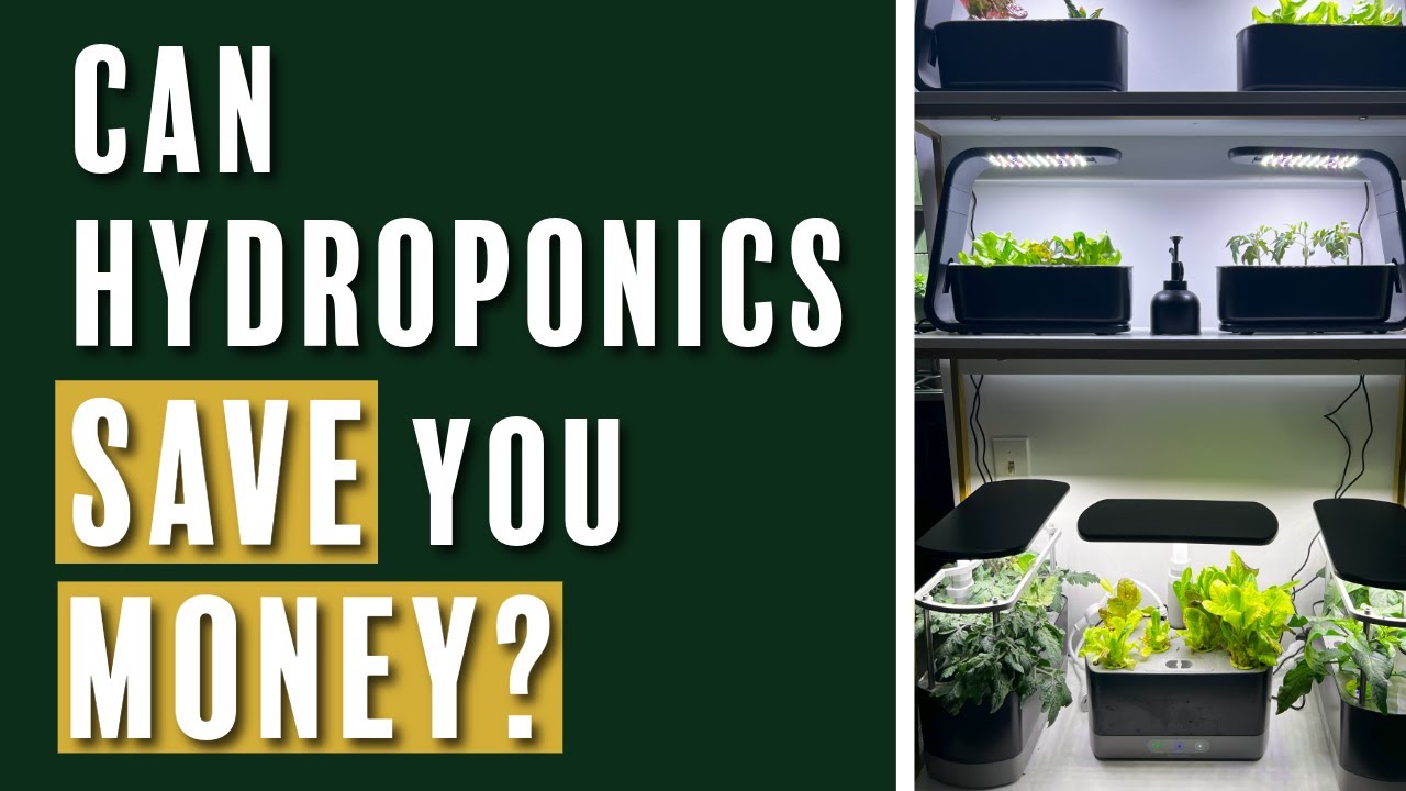 Can Hydroponics Save You Money? My Journey & ROI Breakdown