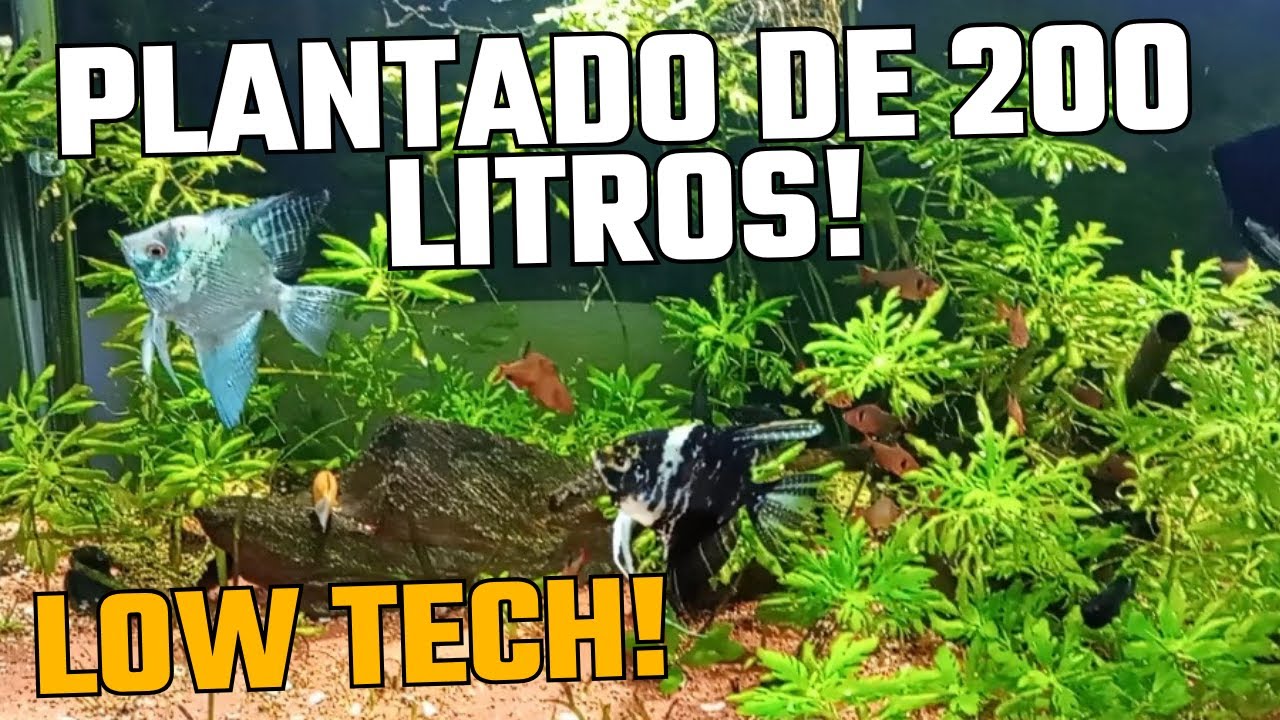 AQUÁRIO PLANTADO de 200 litros -  LOW TECH