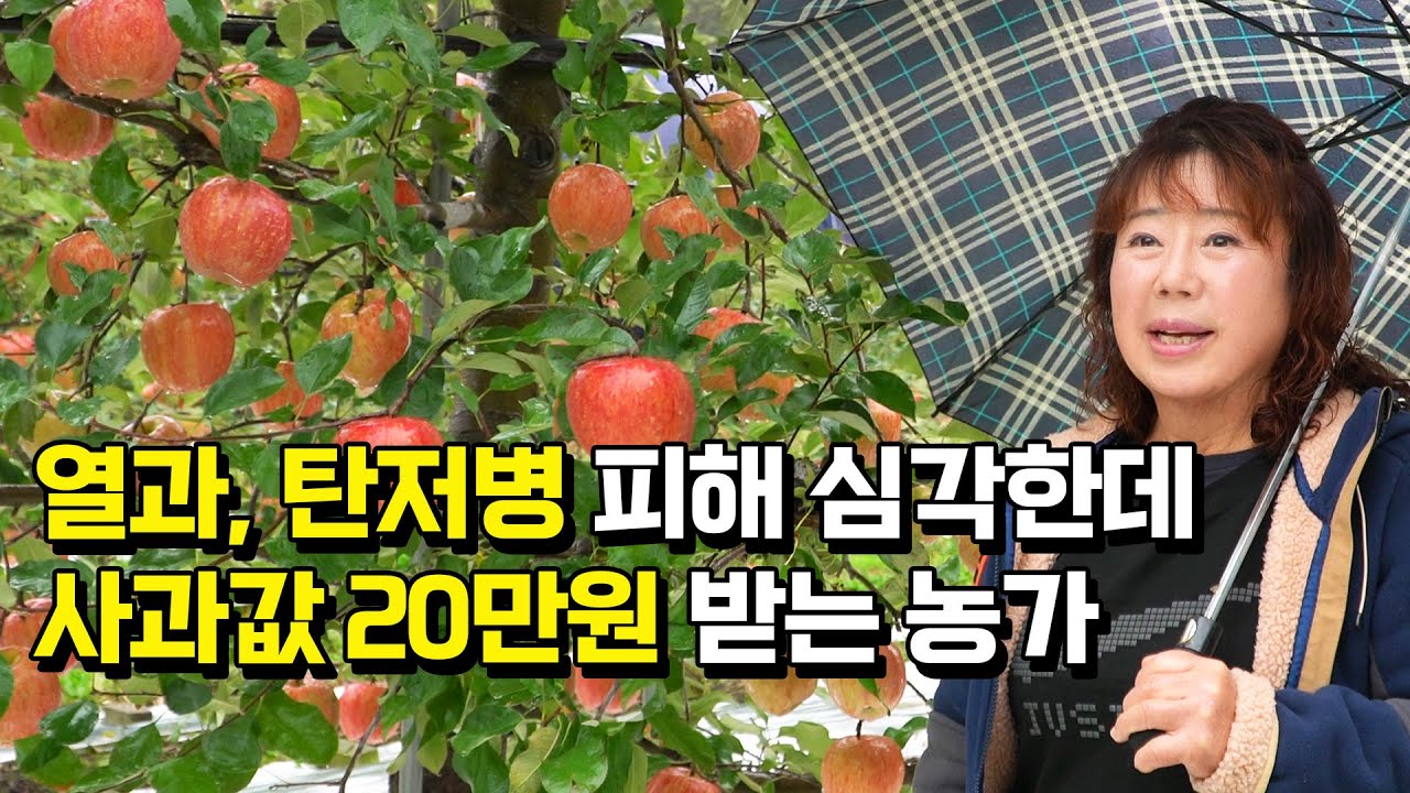 올해 사과 열과, 탄저 피해가 심각한데, 유독 이 농장만 괜찮은 이유는?